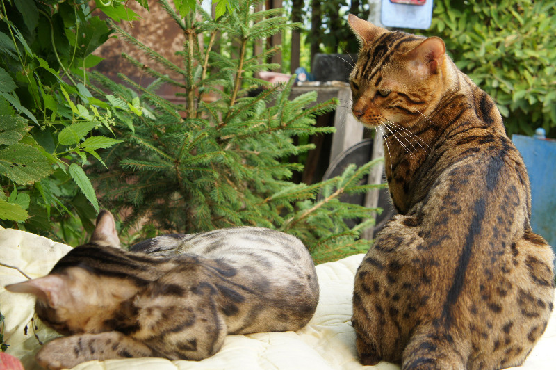 Бенгальские кошки - вид со
                              спины