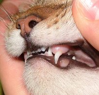 Зубы
                              бенгалов